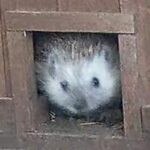 22136. Süntanya ()videó)